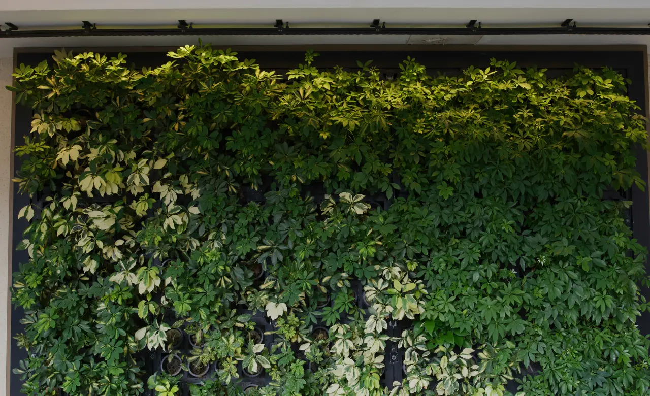 Featured image of Living Green Walls