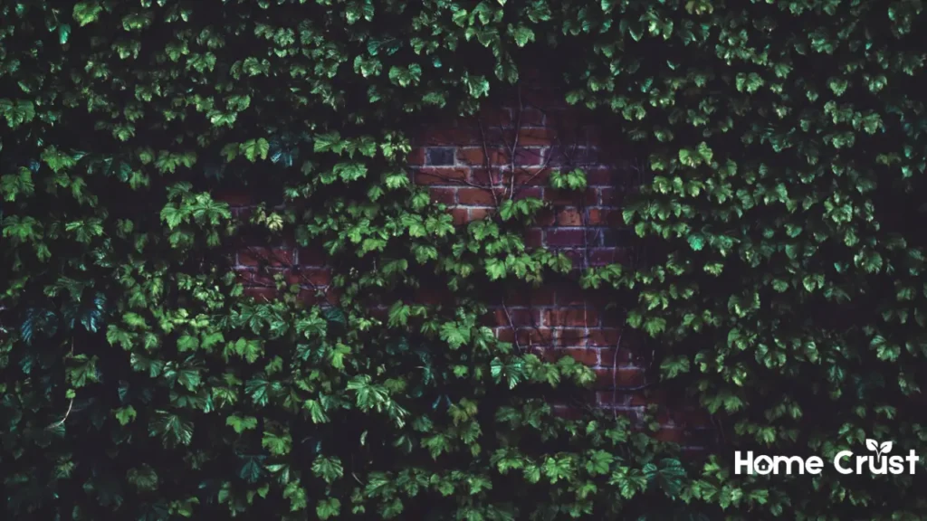 Health & Maintenance of a Living Wall