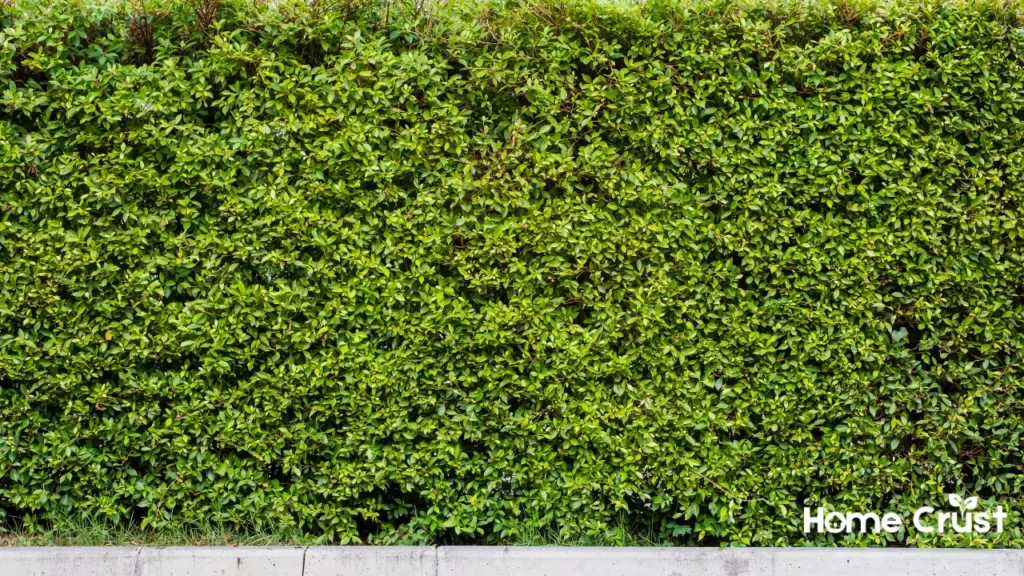 What are Living Green Walls